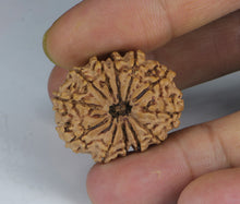 Load image into Gallery viewer, 12 Mukhi Rudraksha(Nepali) - Medium Size with X-ray Report