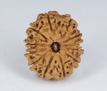 Load image into Gallery viewer, 12 Mukhi Rudraksha(Nepali) - Small Size with X-ray Report