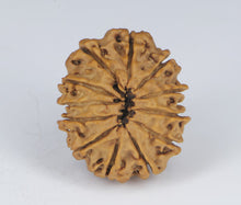 Load image into Gallery viewer, 12 Mukhi Rudraksha(Nepali) - Small Size with X-ray Report