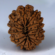 Load image into Gallery viewer, 14 Mukhi Rudraksha - Nepali Vendor Rudradhyay