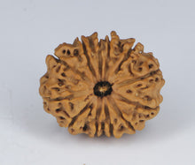 Load image into Gallery viewer, 12 Mukhi Rudraksha(Nepali) - Small Size with X-ray Report