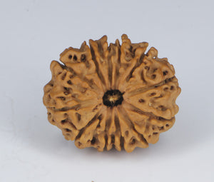 12 Mukhi Rudraksha(Nepali) - Small Size with X-ray Report