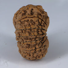 Load image into Gallery viewer, 14 Mukhi Rudraksha - Nepali Vendor Rudradhyay