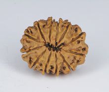 Load image into Gallery viewer, 12 Mukhi Rudraksha(Nepali) - Small Size with X-ray Report