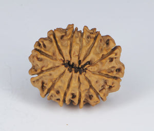 12 Mukhi Rudraksha(Nepali) - Small Size with X-ray Report