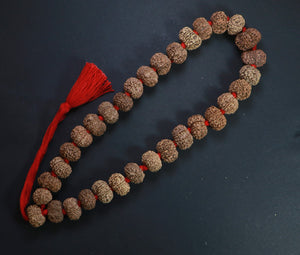 32+1 Beads 12 Mukhi Nepali Rudraksha Kantha