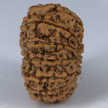 Load image into Gallery viewer, 14 Mukhi Rudraksha - Nepali Vendor Rudradhyay