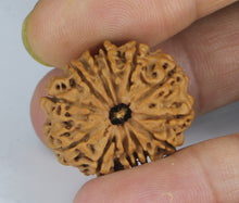 Load image into Gallery viewer, 12 Mukhi Rudraksha(Nepali) - Small Size with X-ray Report