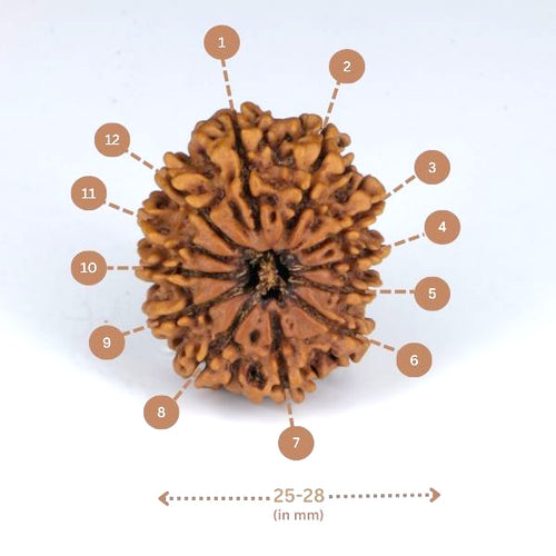 12 Mukhi Rudraksha(Nepali) - Big Size with X-ray Report