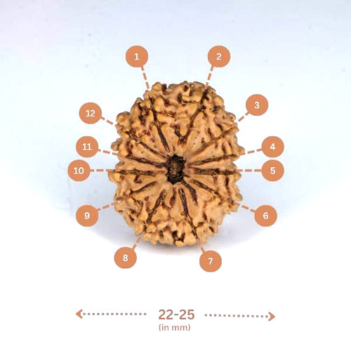 12 Mukhi Rudraksha(Nepali) - Medium Size with X-ray Report