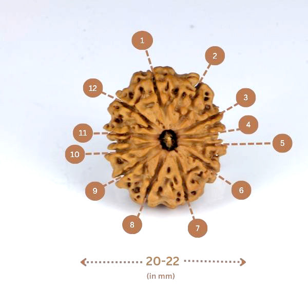 12 Mukhi Rudraksha(Nepali) - Small Size with X-ray Report