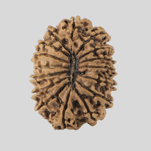 16 Mukhi Rudraksha(Nepali)