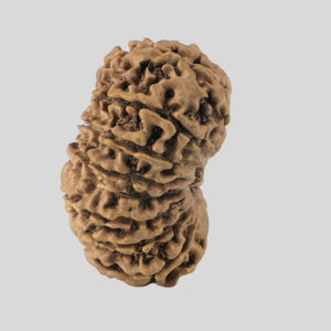 16 Mukhi Rudraksha(Nepali)