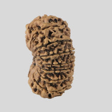 Load image into Gallery viewer, 16 Mukhi Rudraksha(Nepali)