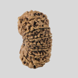 16 Mukhi Rudraksha(Nepali)