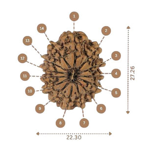 14 Mukhi Rudraksha - Nepali Vendor Rudradhyay