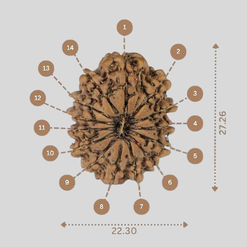 14 Mukhi Rudraksha - Nepali Vendor Rudradhyay