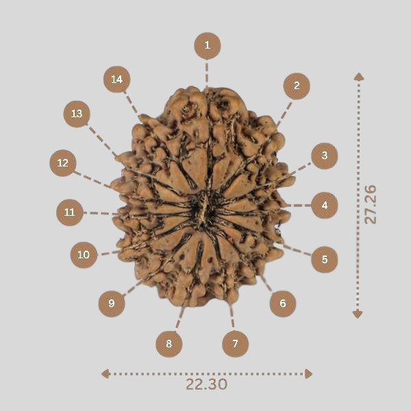 14 Mukhi Rudraksha - Nepali Vendor Rudradhyay