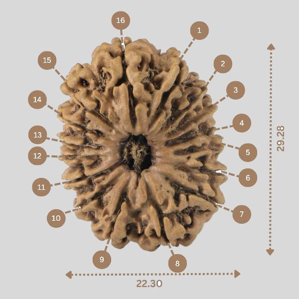 16 Mukhi Rudraksha(Nepali)