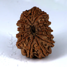 Load image into Gallery viewer, 14 Mukhi Rudraksha - Nepali Vendor Rudradhyay