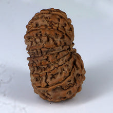 Load image into Gallery viewer, 14 Mukhi Rudraksha - Nepali Vendor Rudradhyay