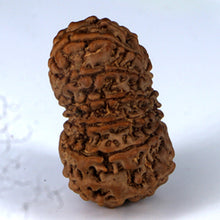 Load image into Gallery viewer, 14 Mukhi Rudraksha - Nepali Vendor Rudradhyay