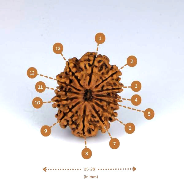 13 mukhi Rudraksha (Nepal) - Big size with X-ray report