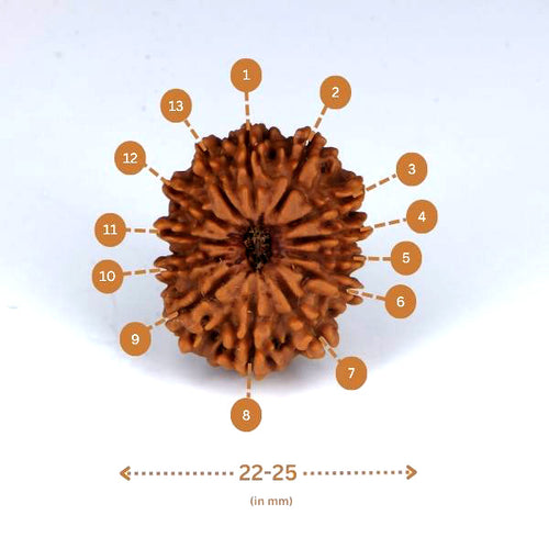 13mukhi Rudraksha (Nepal) - Medium with X-ray report