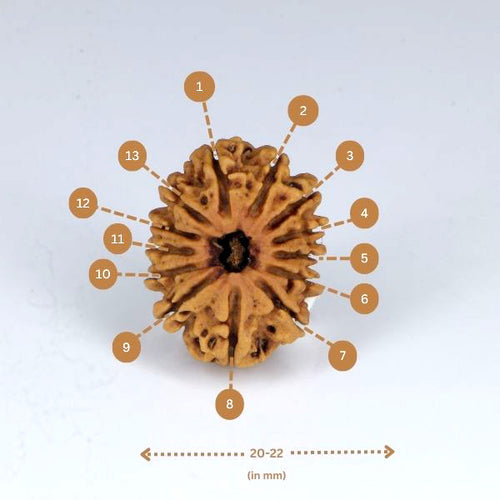 13 mukhi Rudraksha (Nepal) - Small bead with X-ray report