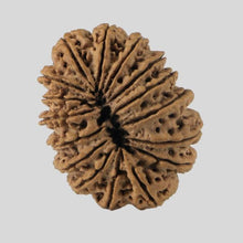 Load image into Gallery viewer, 16 Mukhi Rudraksha(Nepali)