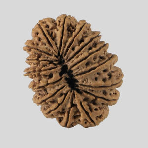 16 Mukhi Rudraksha(Nepali)