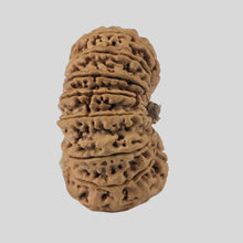 Load image into Gallery viewer, 16 Mukhi Rudraksha(Nepali)