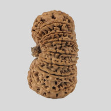 Load image into Gallery viewer, 16 Mukhi Rudraksha(Nepali)