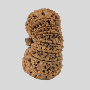 16 Mukhi Rudraksha(Nepali)