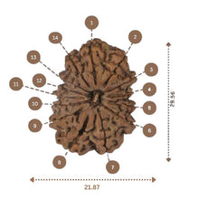 Load image into Gallery viewer, 14 Mukhi Rudraksha - Nepali Vendor Rudradhyay