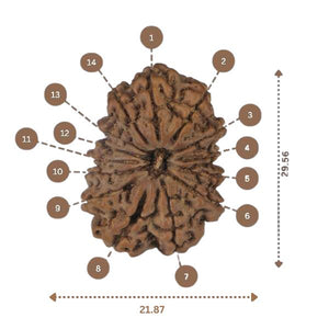 14 Mukhi Rudraksha - Nepali Vendor Rudradhyay