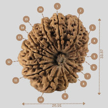 Load image into Gallery viewer, 16 Mukhi Rudraksha(Nepali)