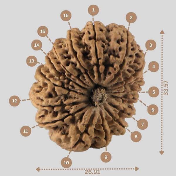 16 Mukhi Rudraksha(Nepali)