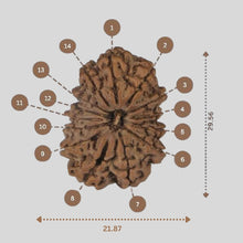 Load image into Gallery viewer, 14 Mukhi Rudraksha - Nepali Vendor Rudradhyay