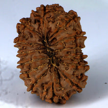 Load image into Gallery viewer, 14 Mukhi Rudraksha - Nepali Vendor Rudradhyay