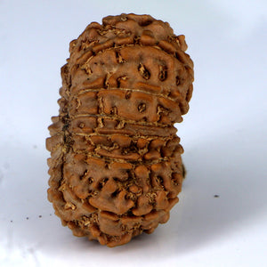 14 Mukhi Rudraksha - Nepali Vendor Rudradhyay