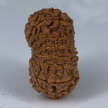 Load image into Gallery viewer, 14 Mukhi Rudraksha - Nepali Vendor Rudradhyay