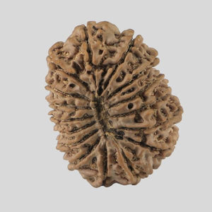 16 Mukhi Rudraksha(Nepali)