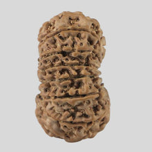 Load image into Gallery viewer, 16 Mukhi Rudraksha(Nepali)