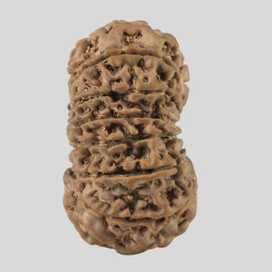 16 Mukhi Rudraksha(Nepali)