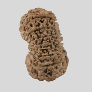 16 Mukhi Rudraksha(Nepali)