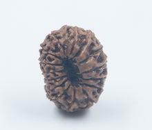 Load image into Gallery viewer, 14 Mukhi Rudraksha(Indonesian) - Collector size