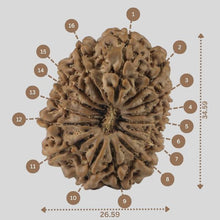 Load image into Gallery viewer, 16 Mukhi Rudraksha(Nepali)