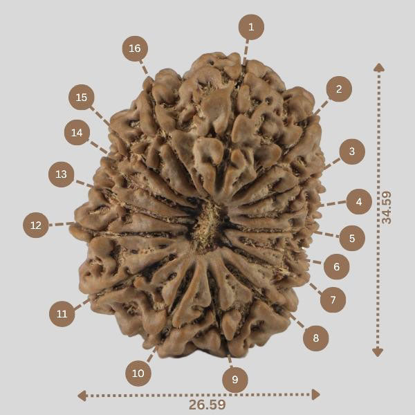 16 Mukhi Rudraksha(Nepali)