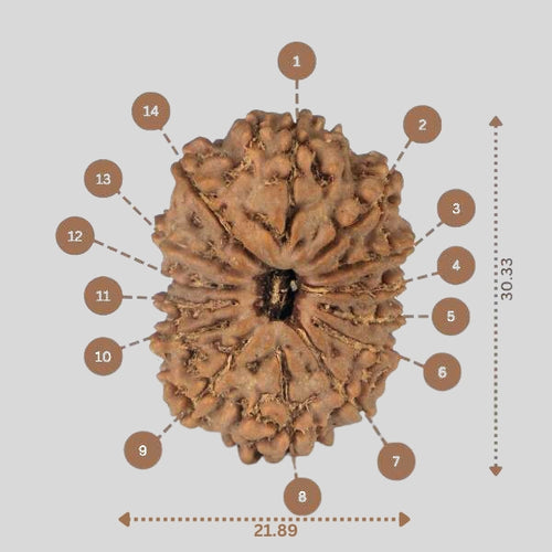 14 Mukhi Rudraksha - Nepali Vendor Rudradhyay